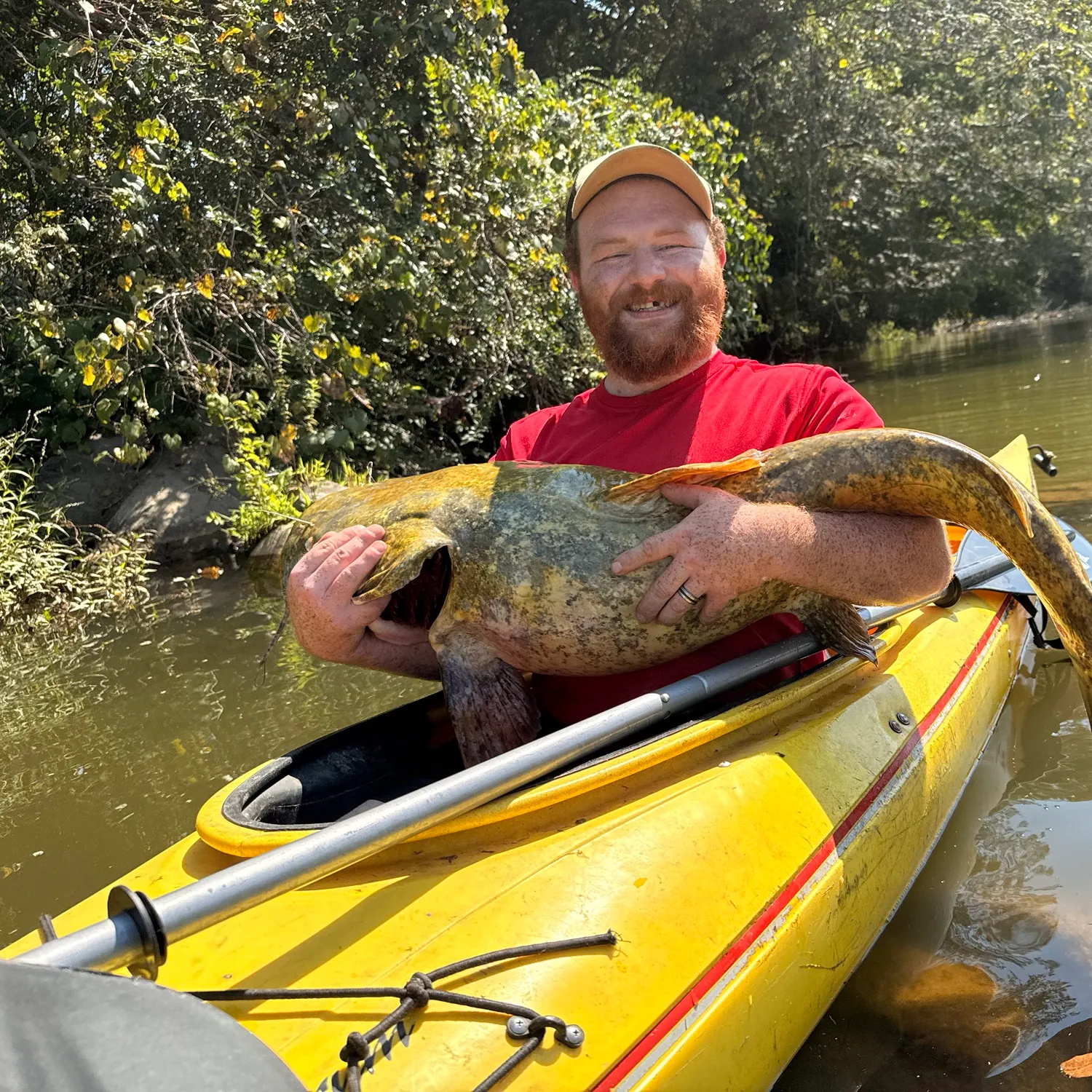 Flathead catfish caught on Fishbrain