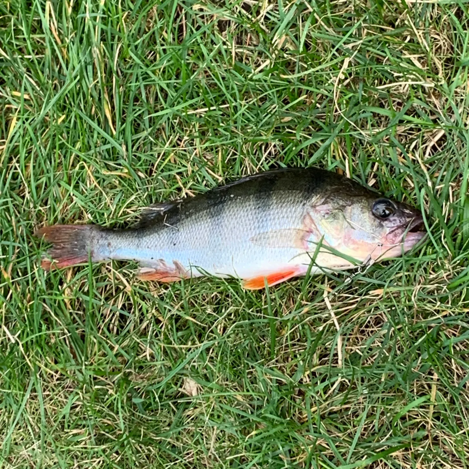 European perch caught on Fishbrain