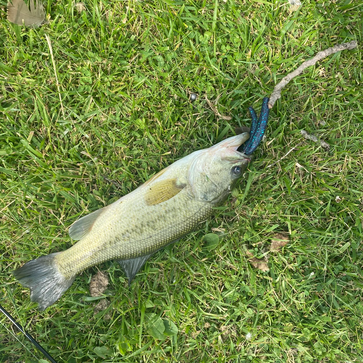 angler catch