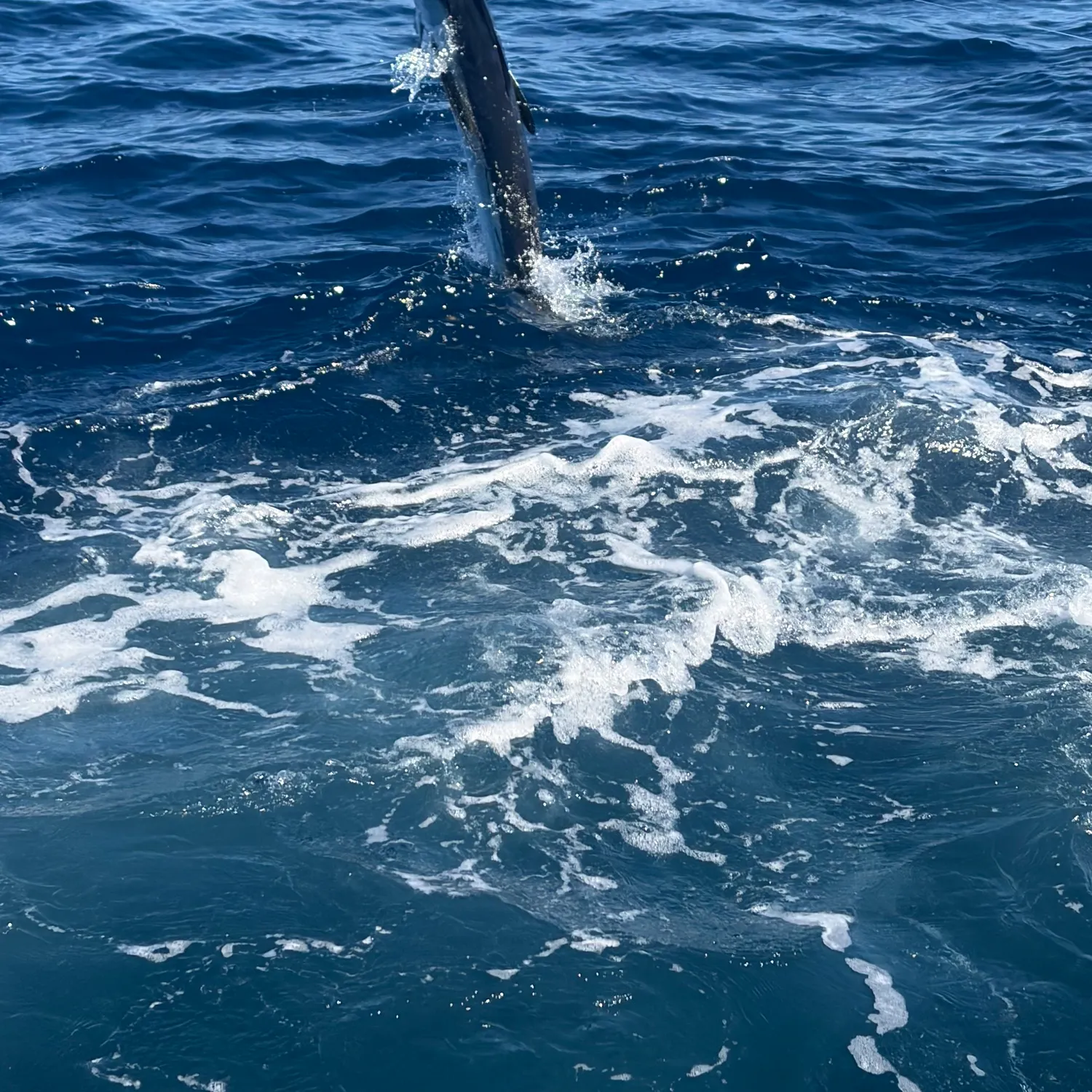 The most recent Atlantic white marlin catches on Fishbrain