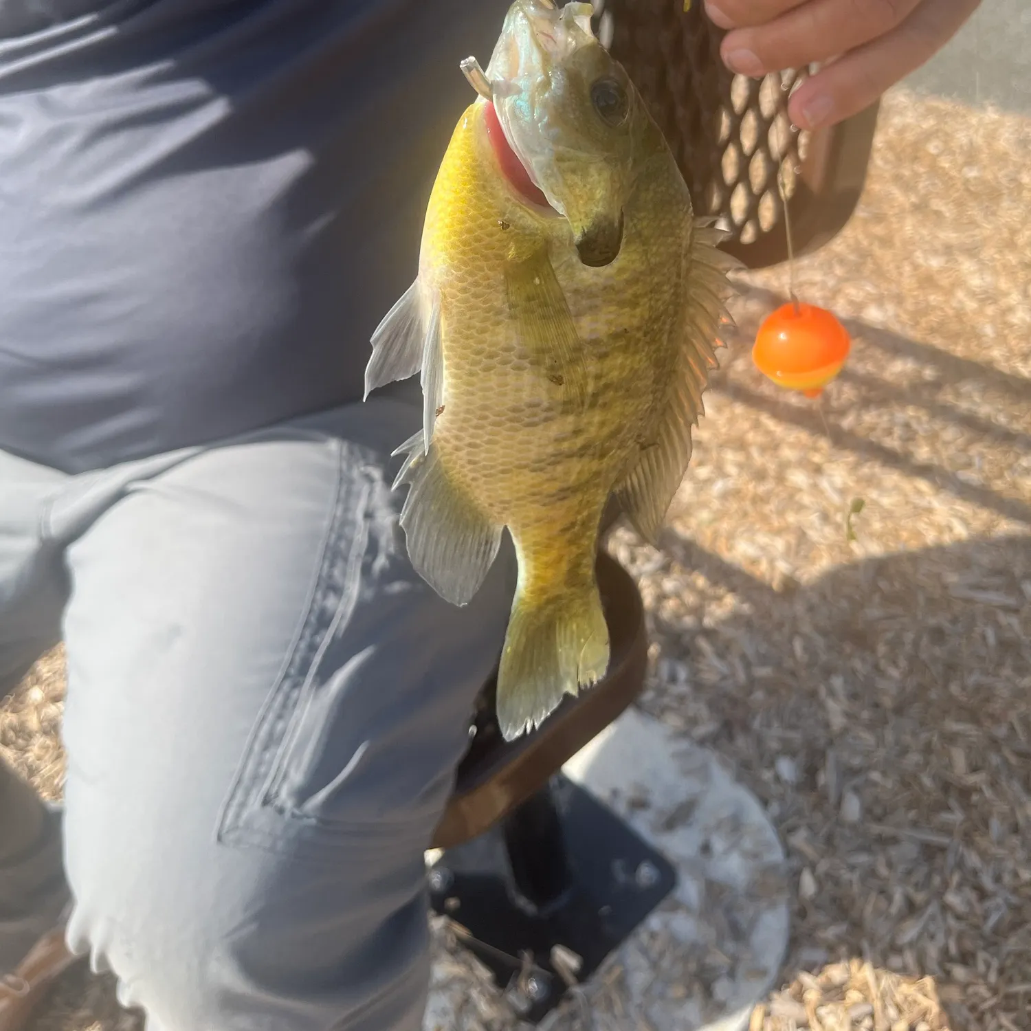 Bluegill caught on Fishbrain