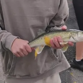 Walleye caught on Fishbrain
