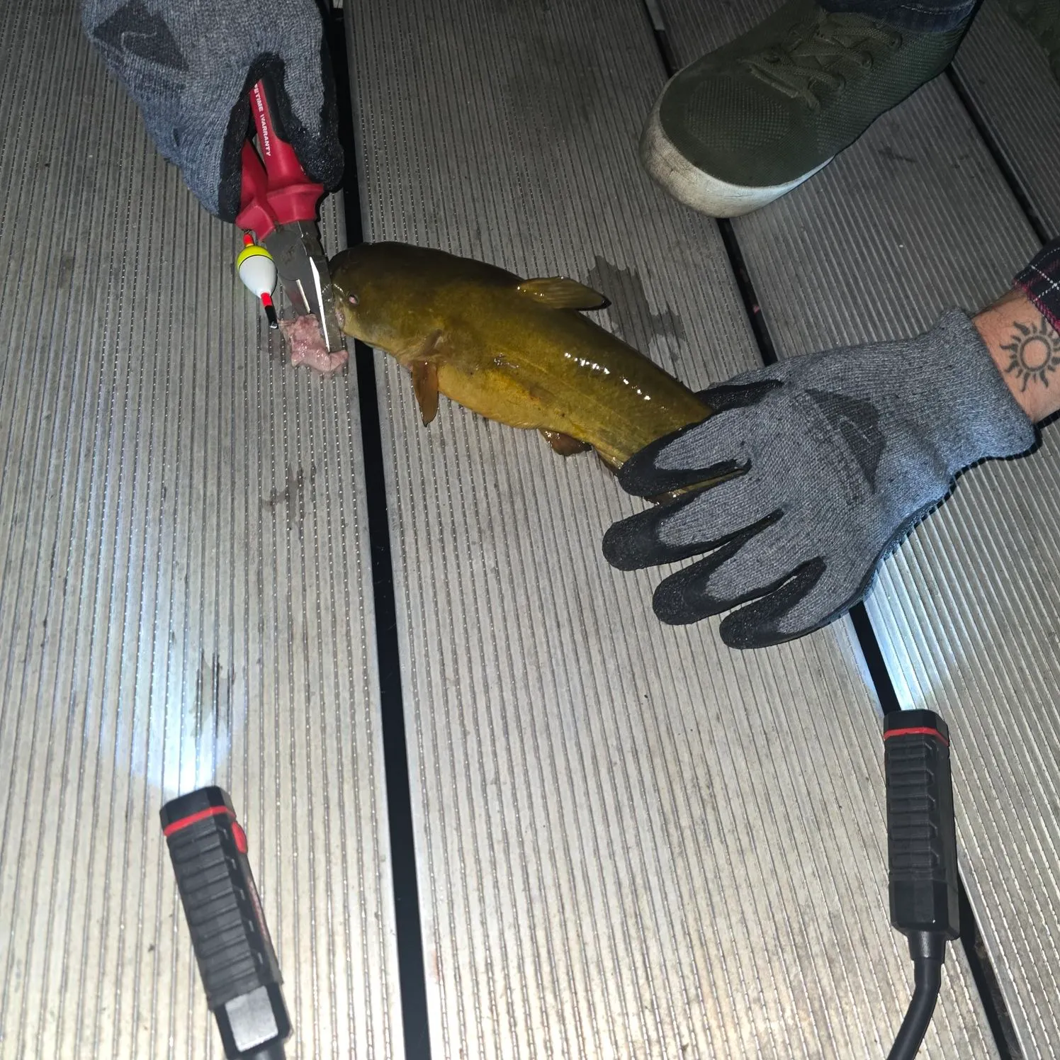 recently logged catches