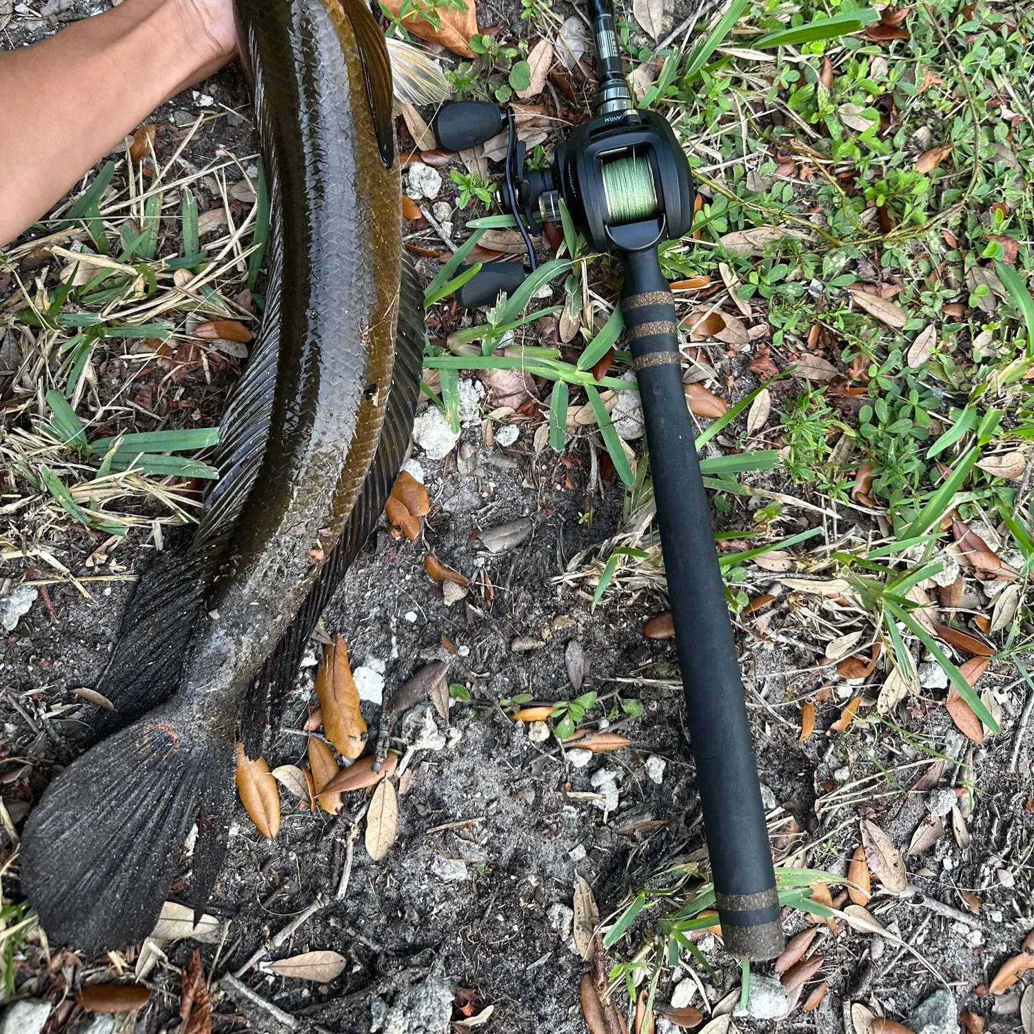 The most recent Bullseye snakehead catches on Fishbrain