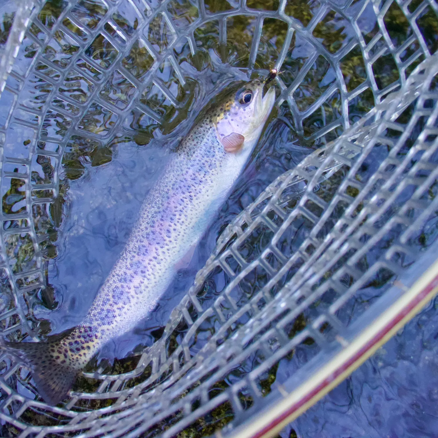 The most recent Coastal cutthroat trout catches on Fishbrain