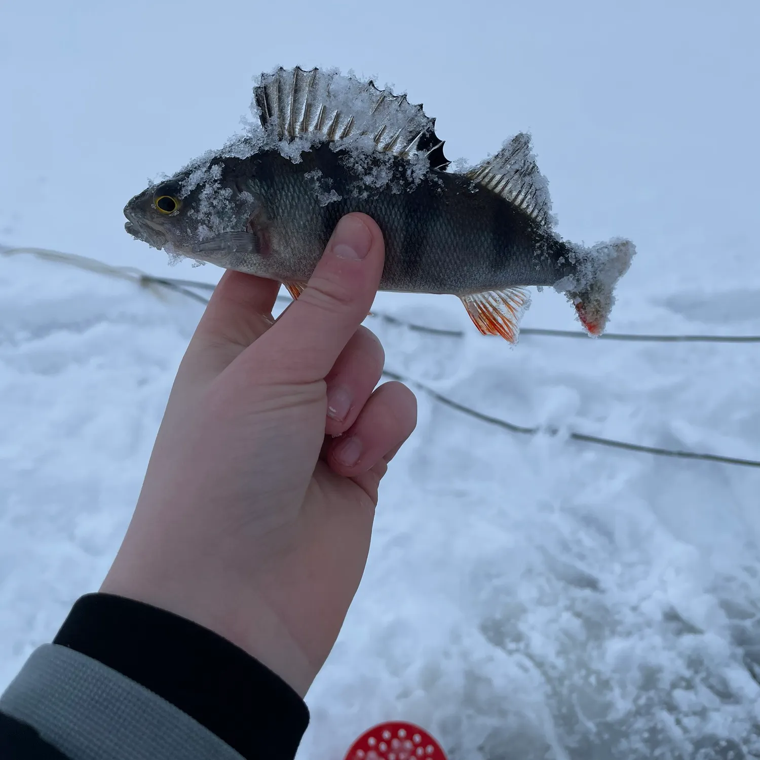 The most recent European perch catches on Fishbrain