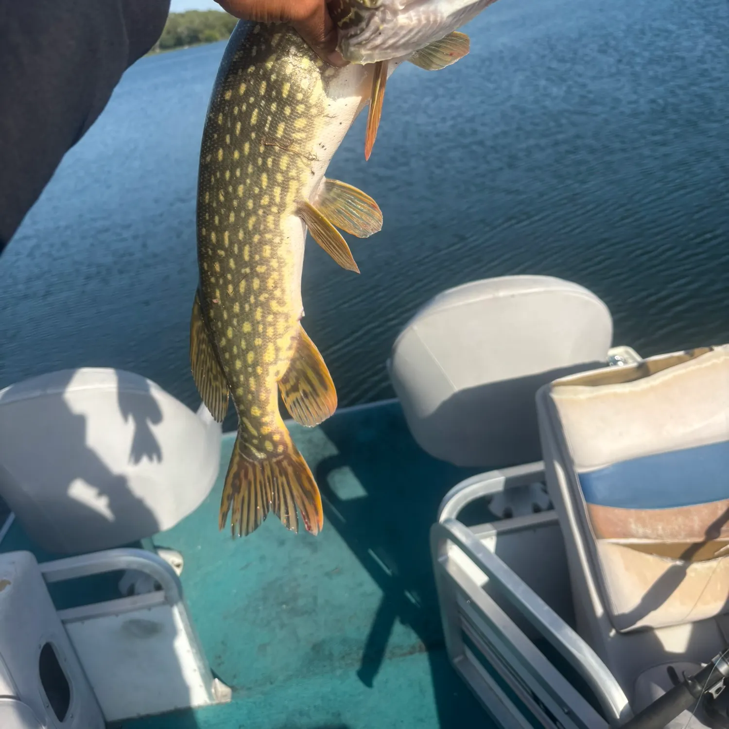 Northern pike caught on Fishbrain