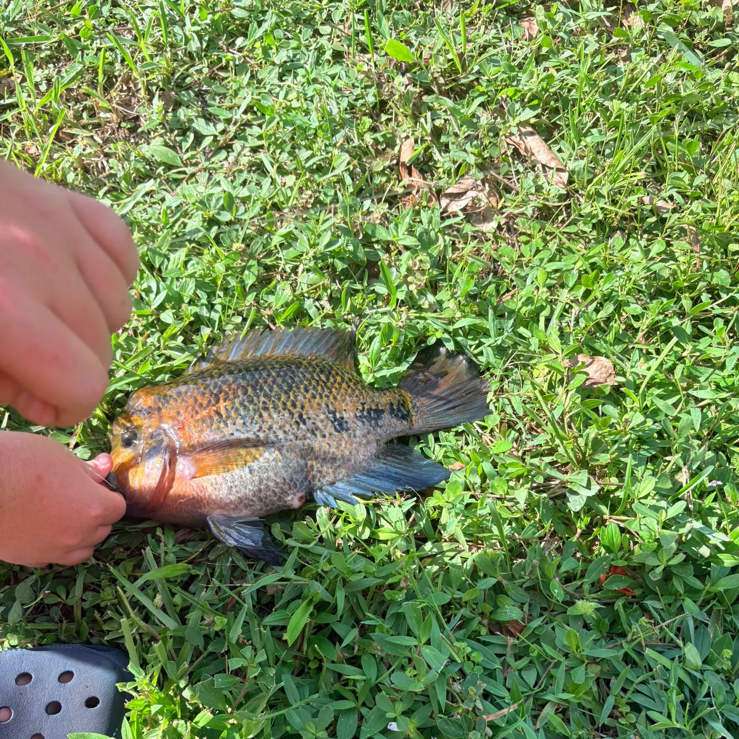 catch