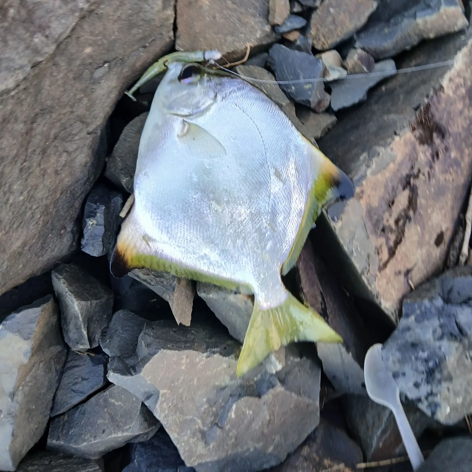 The most recent Silver moony catches on Fishbrain