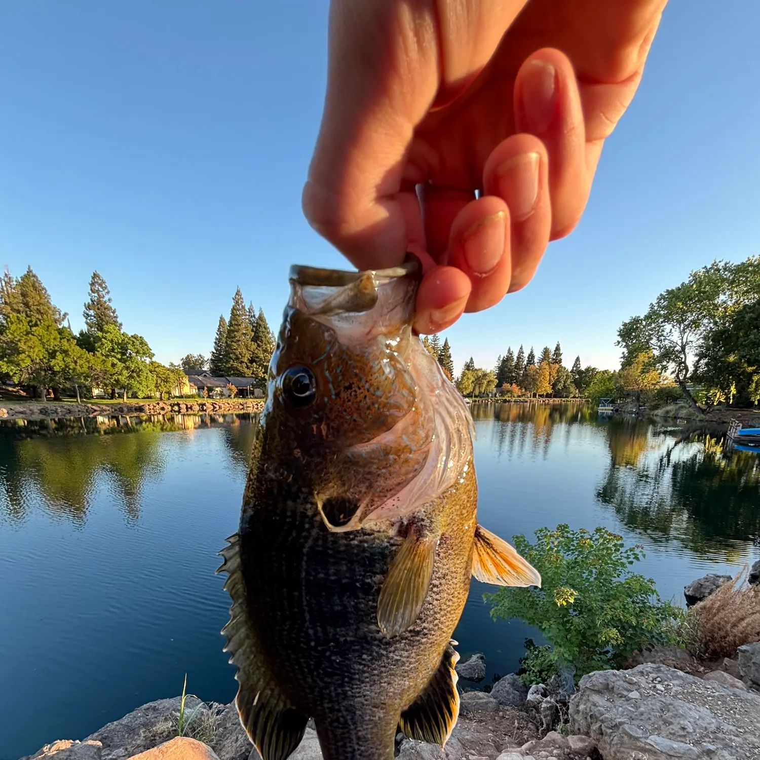 catch