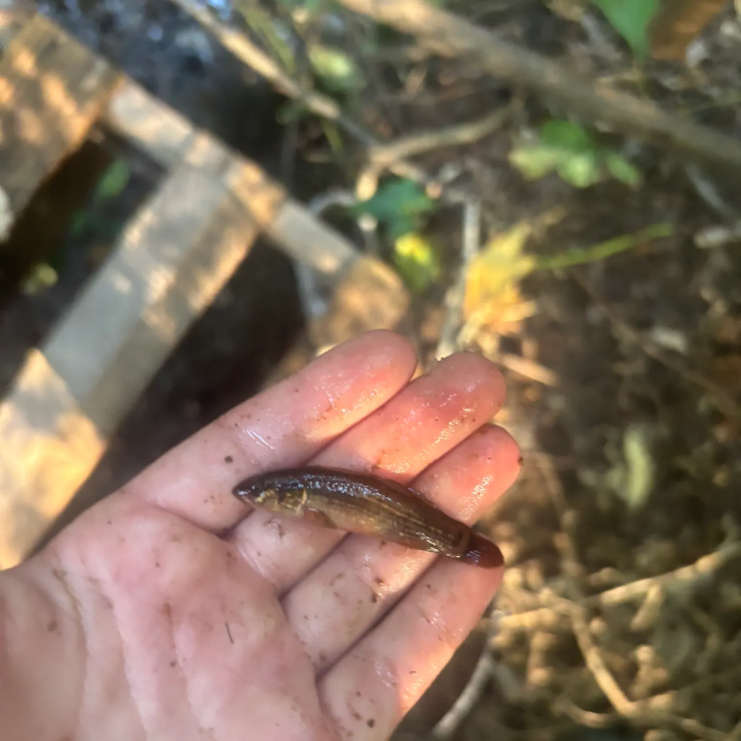 The most recent Eastern mudminnow catches on Fishbrain