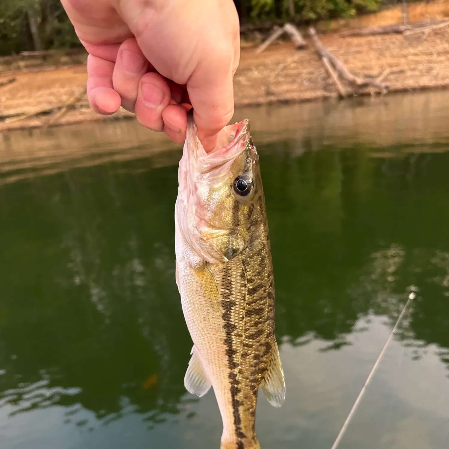 Fish caught on Fishbrain
