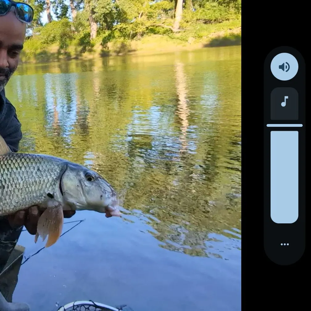 The most recent Silver redhorse catches on Fishbrain