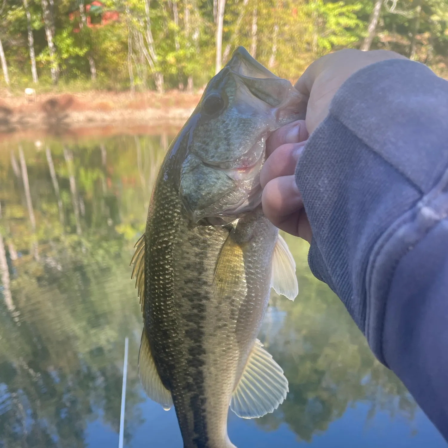 Largemouth bass caught on Fishbrain