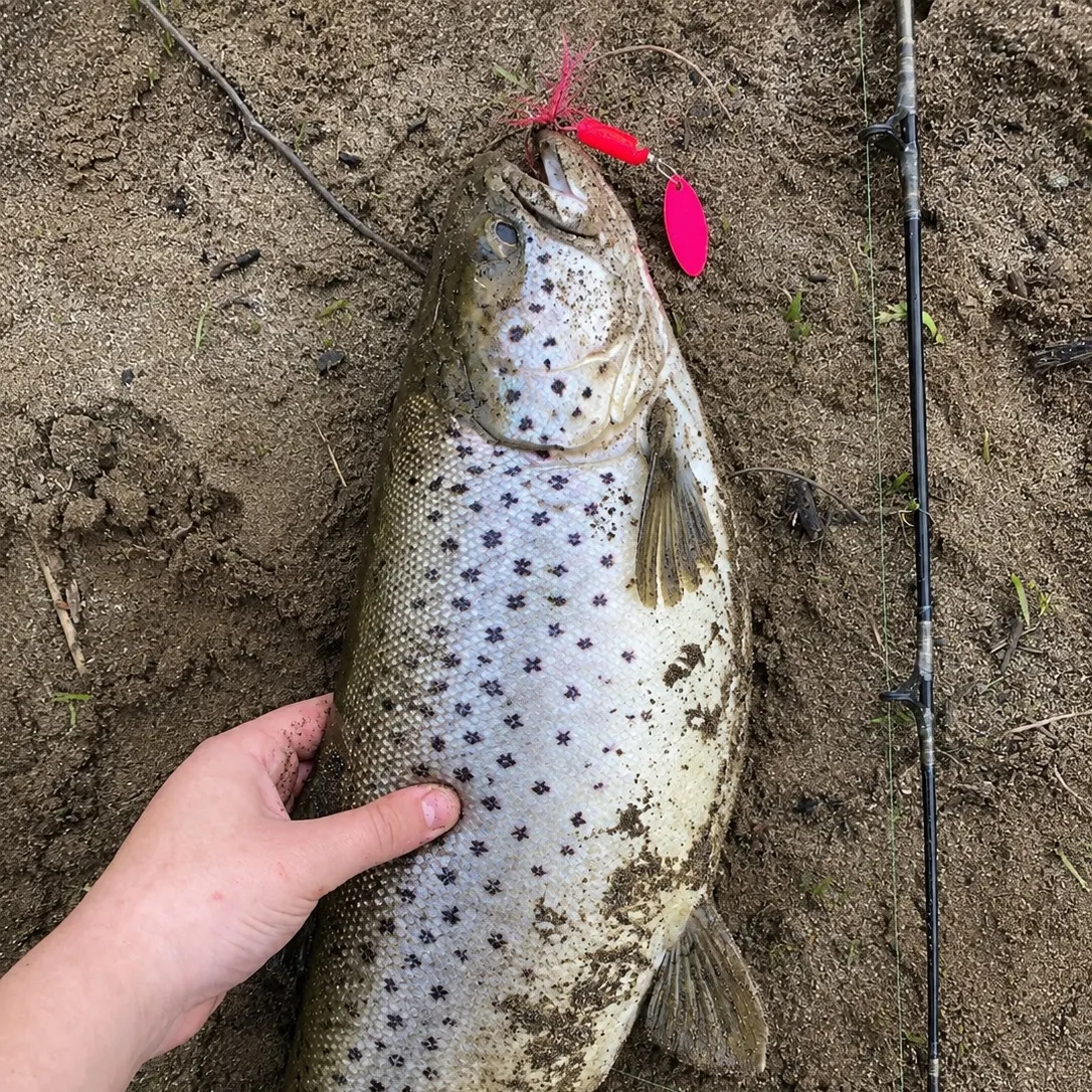 Brown trout caught on Fishbrain