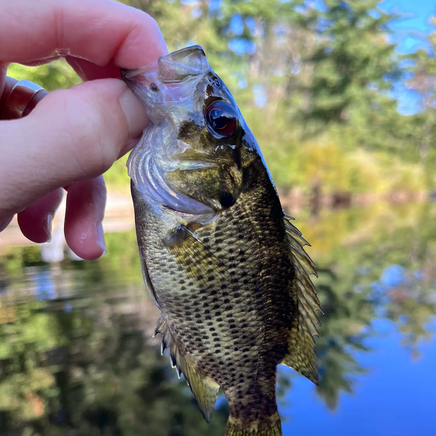 Rock bass caught on Fishbrain