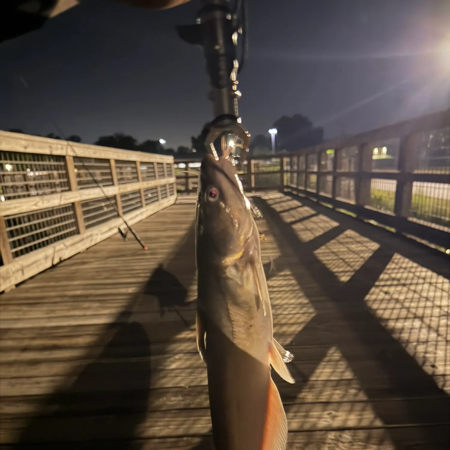 Channel catfish caught on Fishbrain
