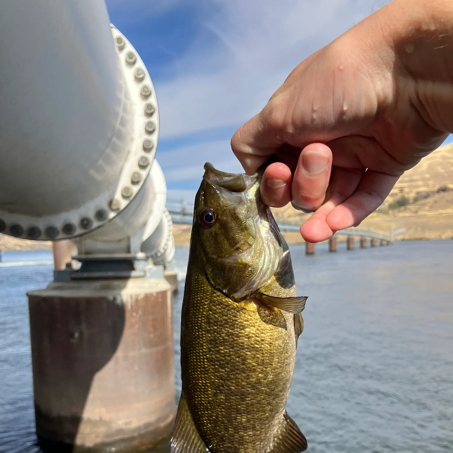 Smallmouth bass caught on Fishbrain