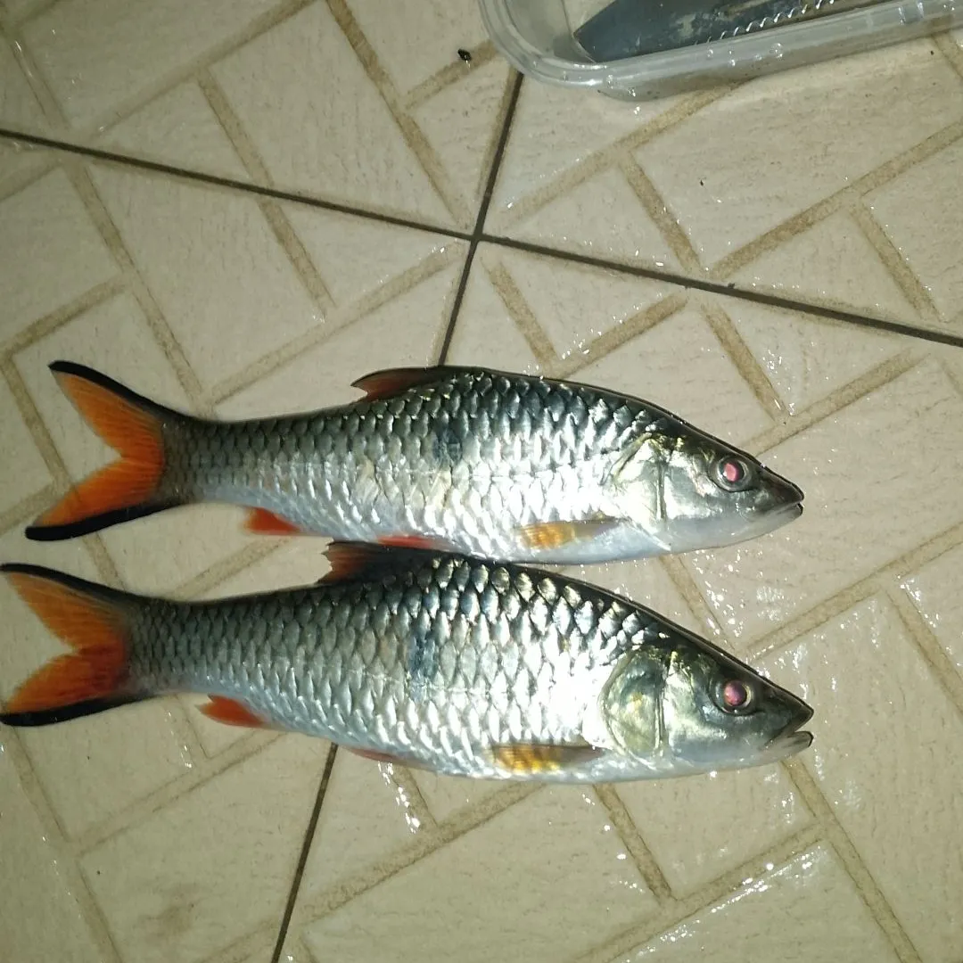 The most recent Hampala barb catches on Fishbrain