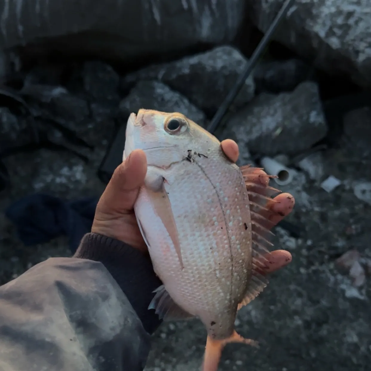 Australasian snapper caught on Fishbrain