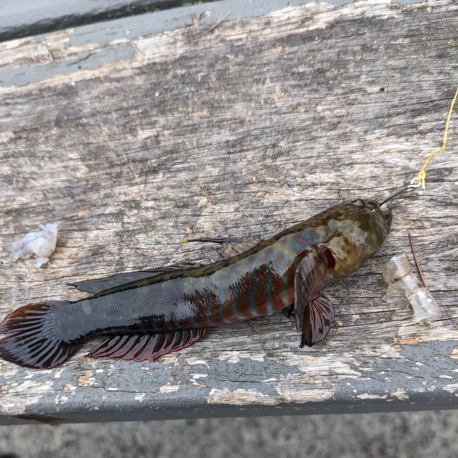 The most recent Round goby catches on Fishbrain