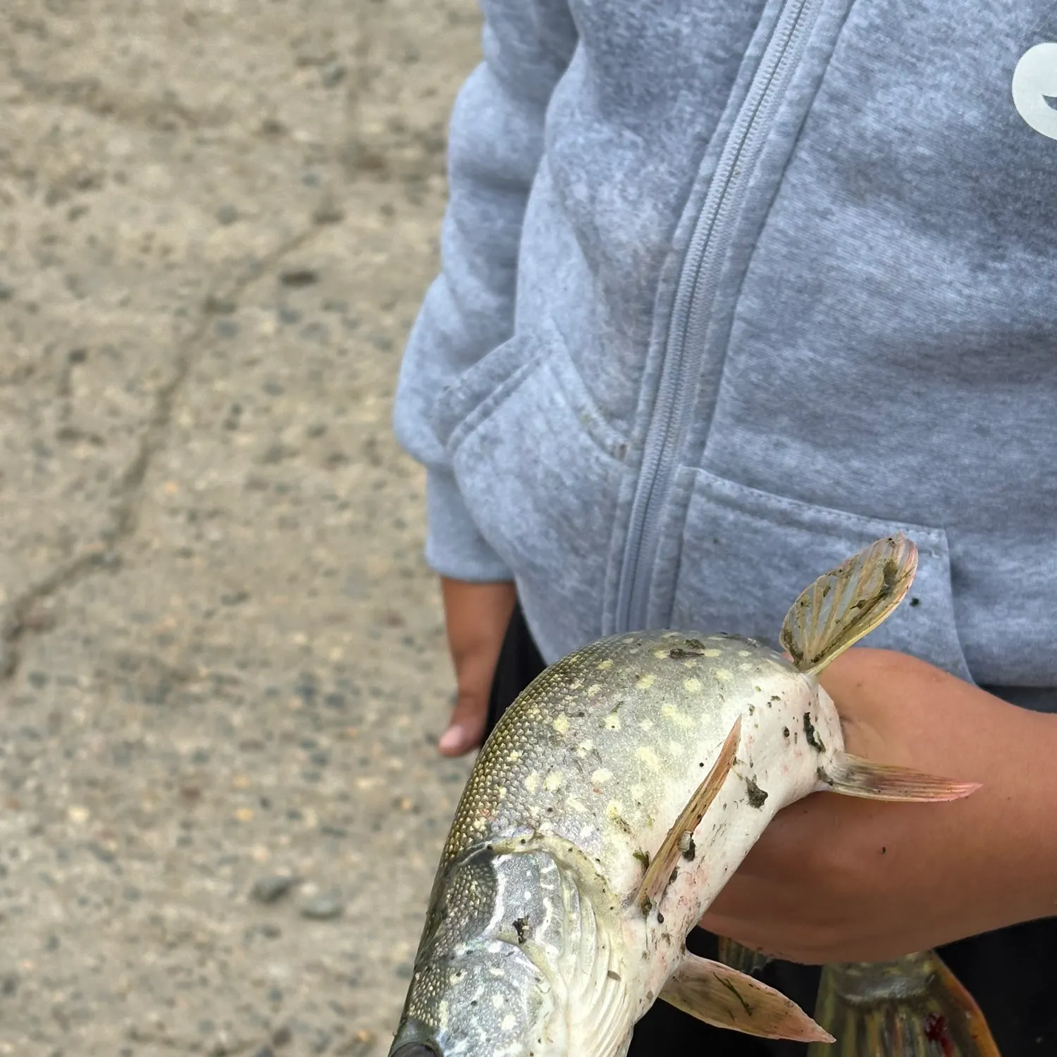 Northern pike caught on Fishbrain