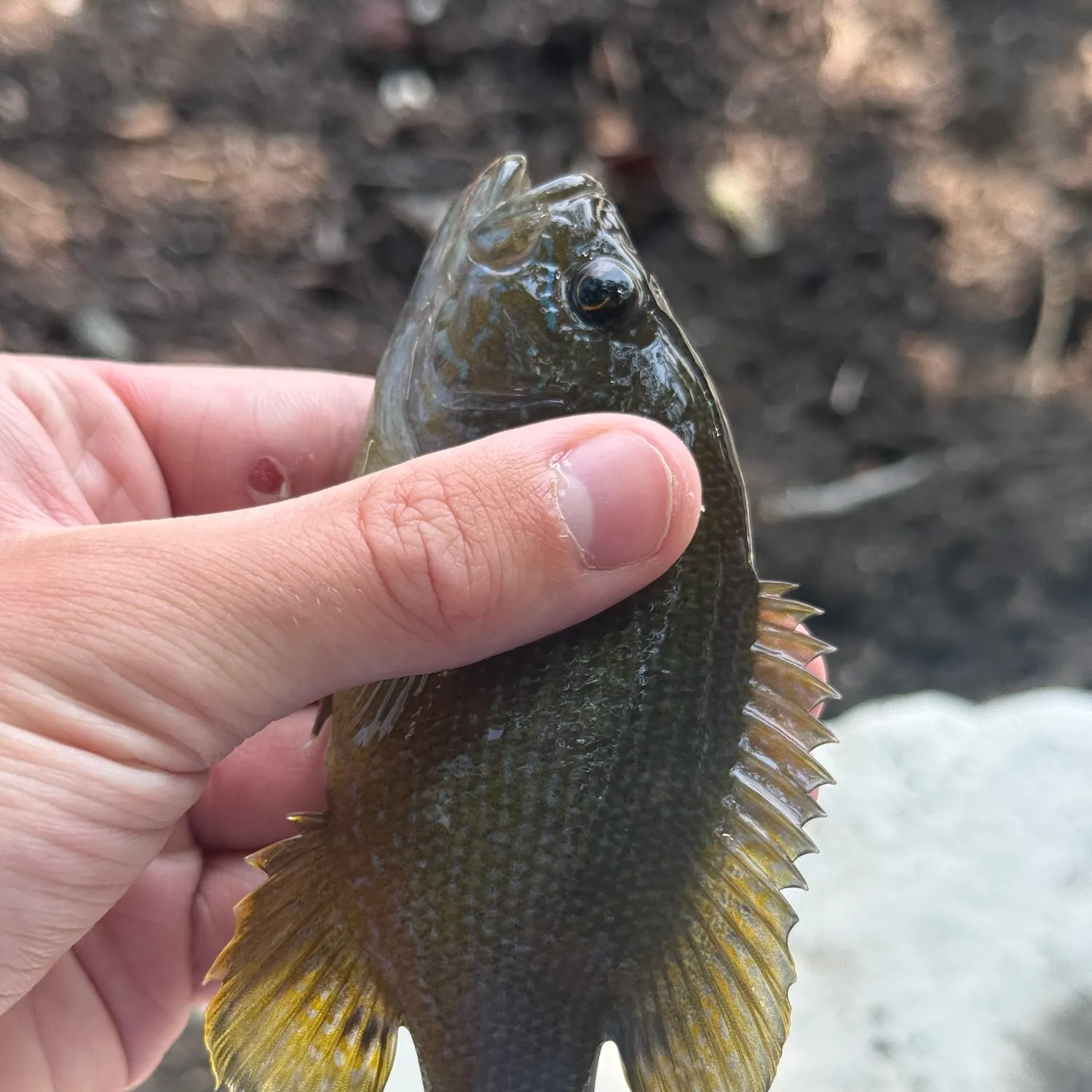 Green sunfish caught on Fishbrain