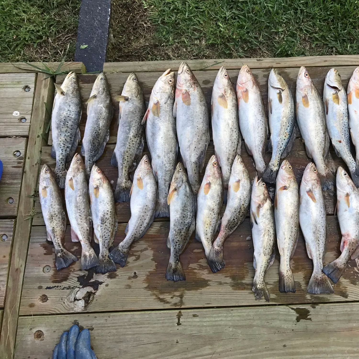 recently logged catches