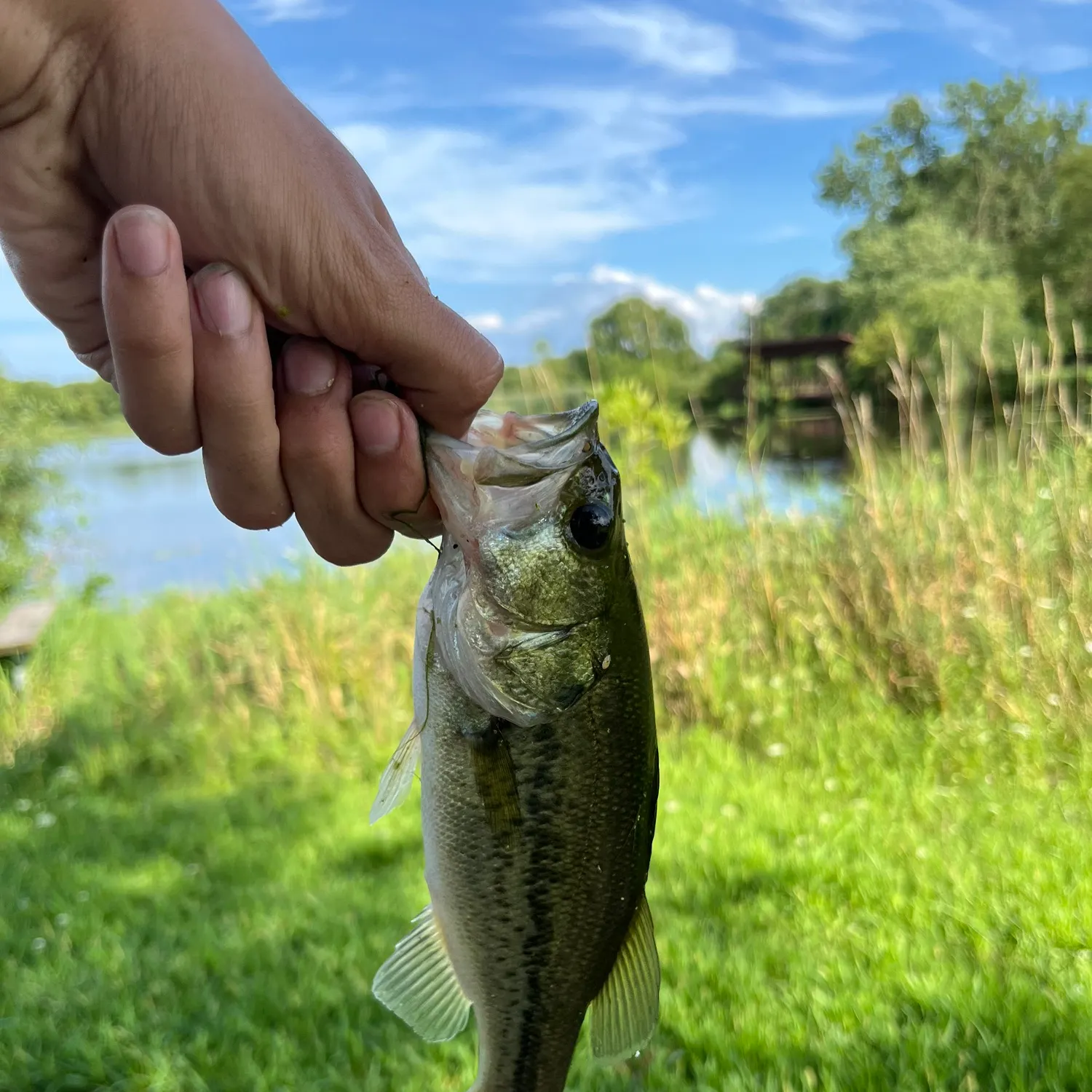 Largemouth bass caught on Fishbrain