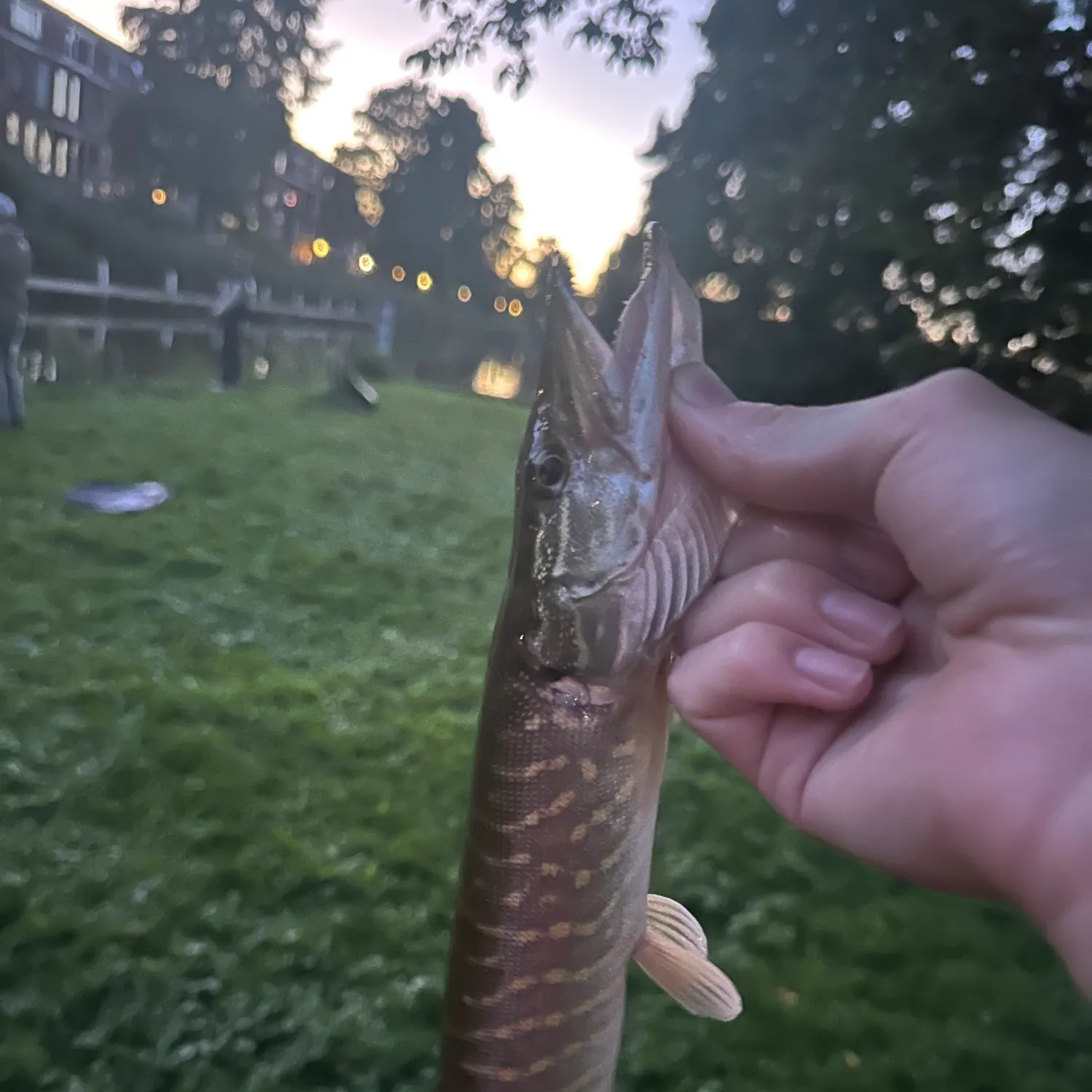 catch