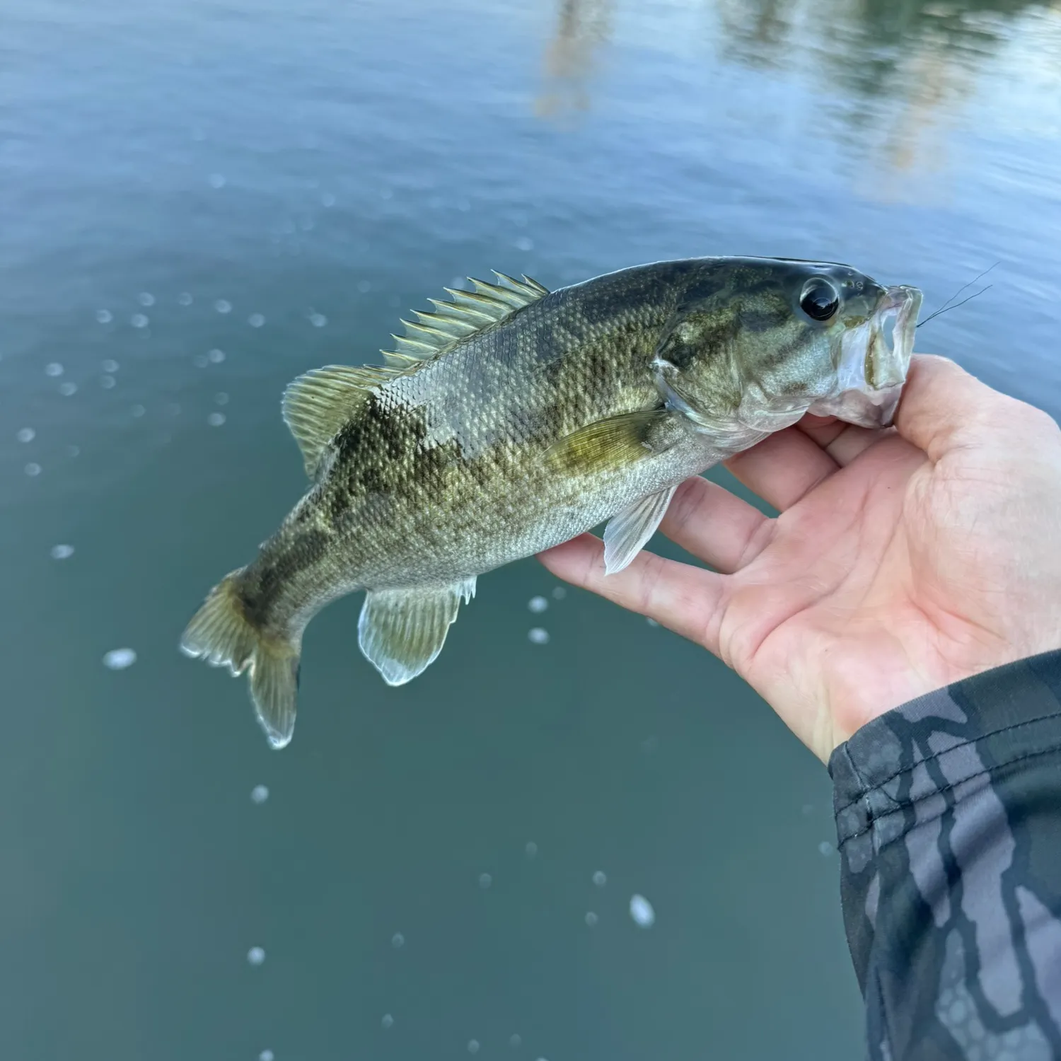Smallmouth bass caught on Fishbrain