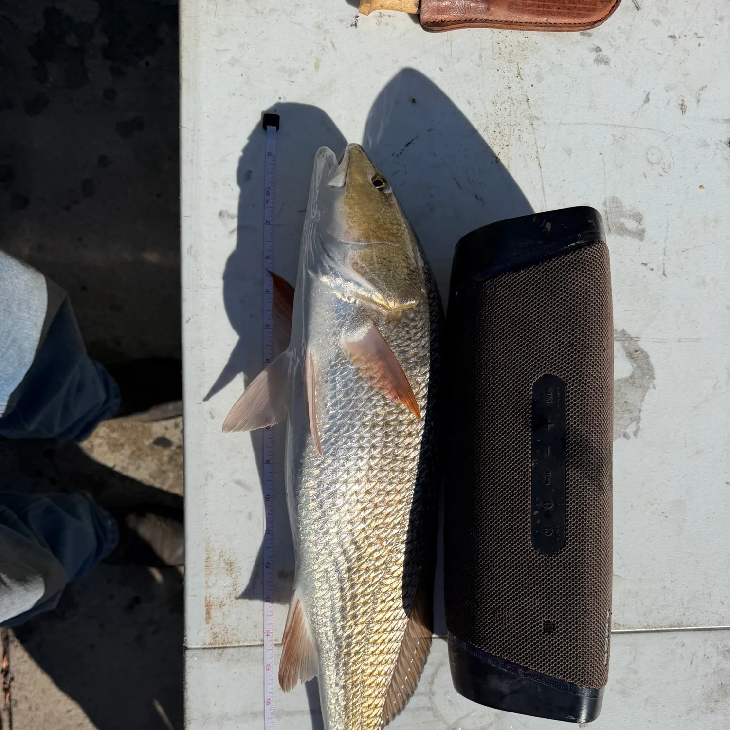 Red drum caught on Fishbrain