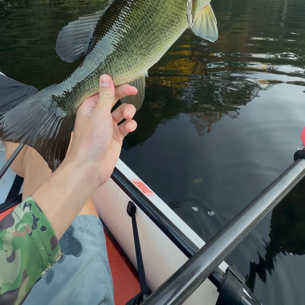 Largemouth bass caught on Fishbrain