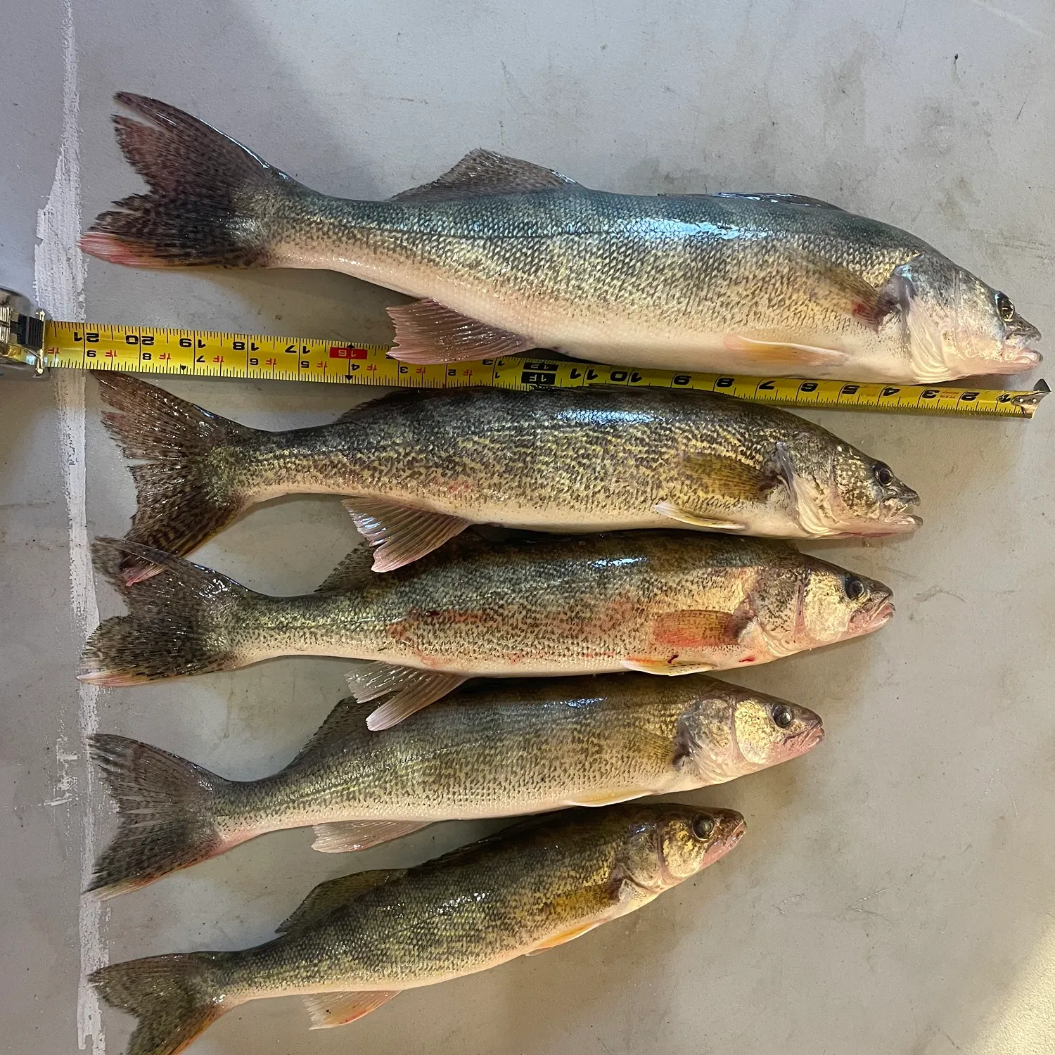 recently logged catches