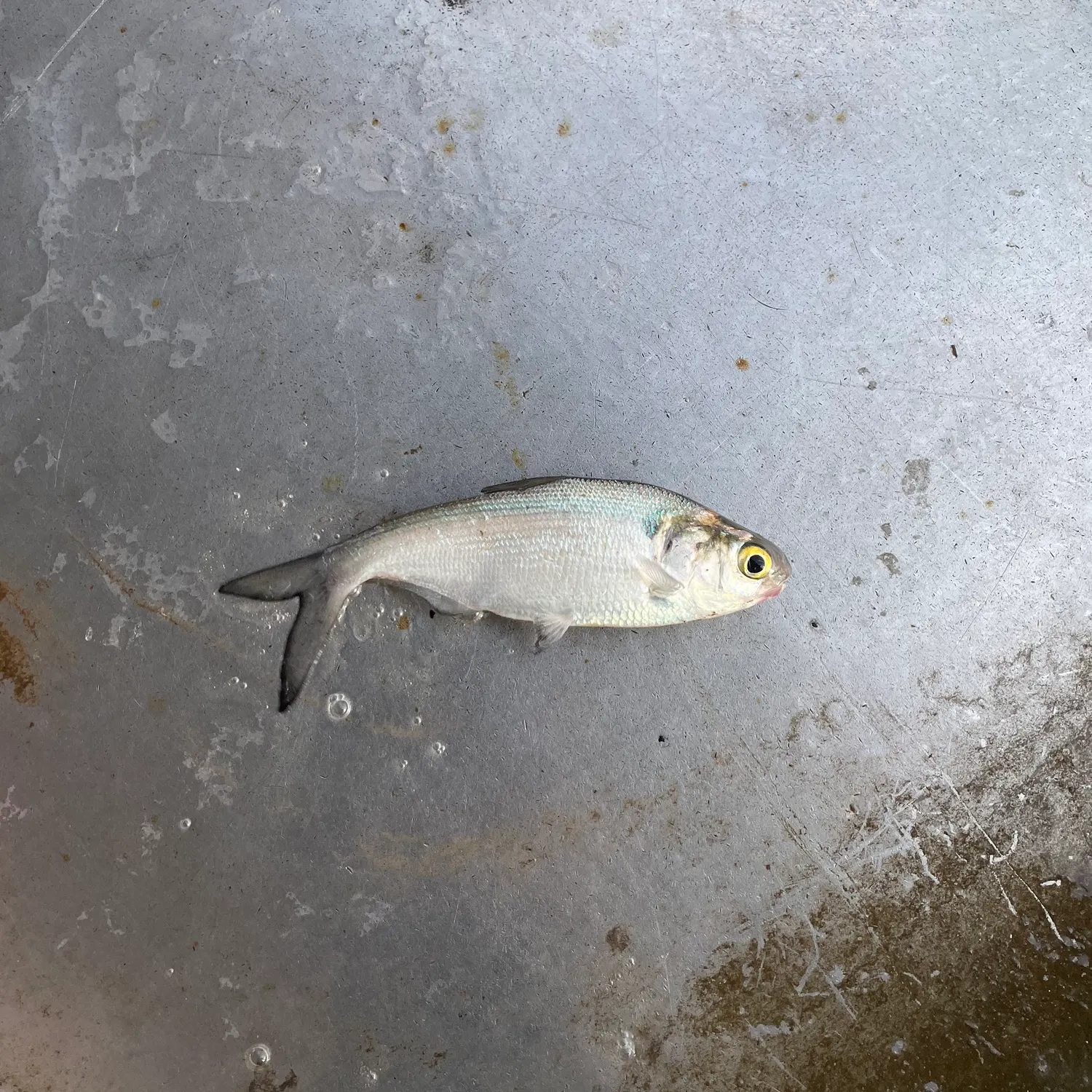 The most recent Threadfin shad catches on Fishbrain