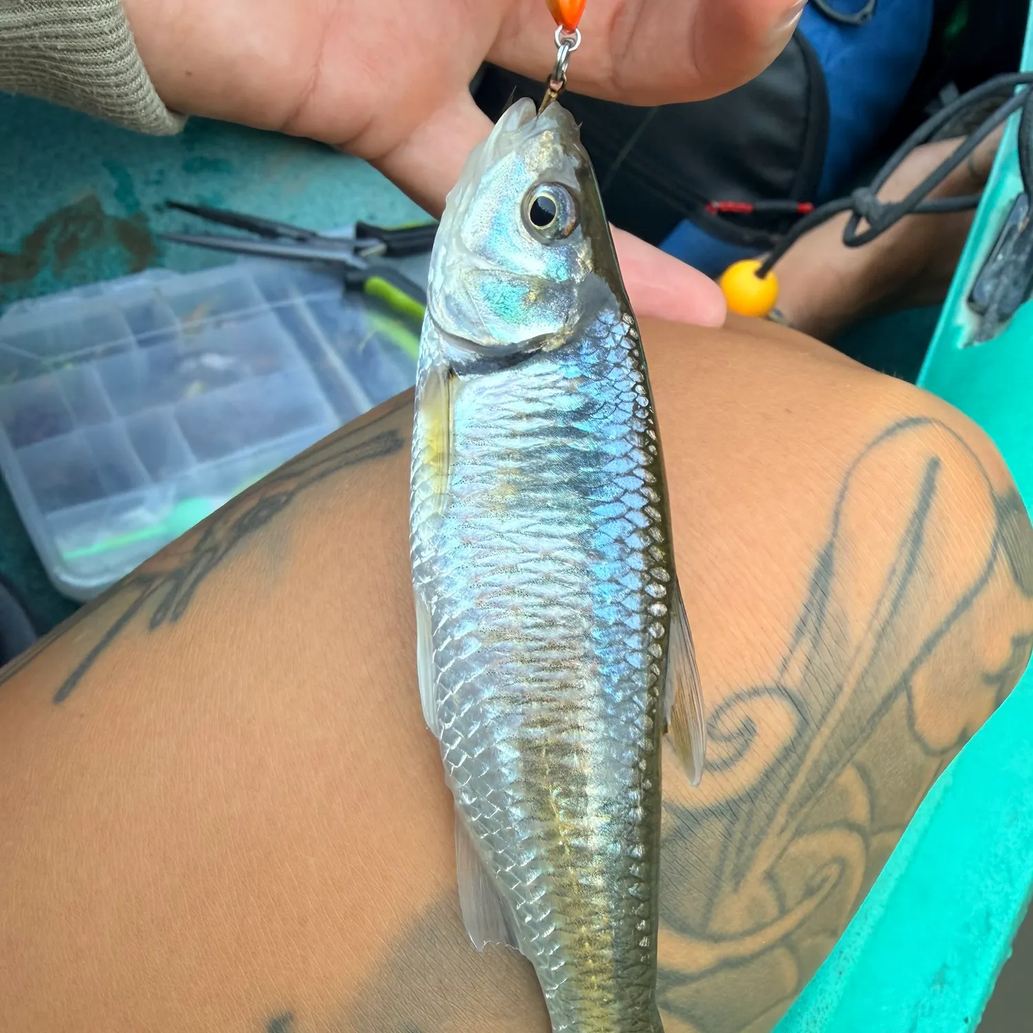 The most recent Narrow-barred Spanish mackerel catches on Fishbrain