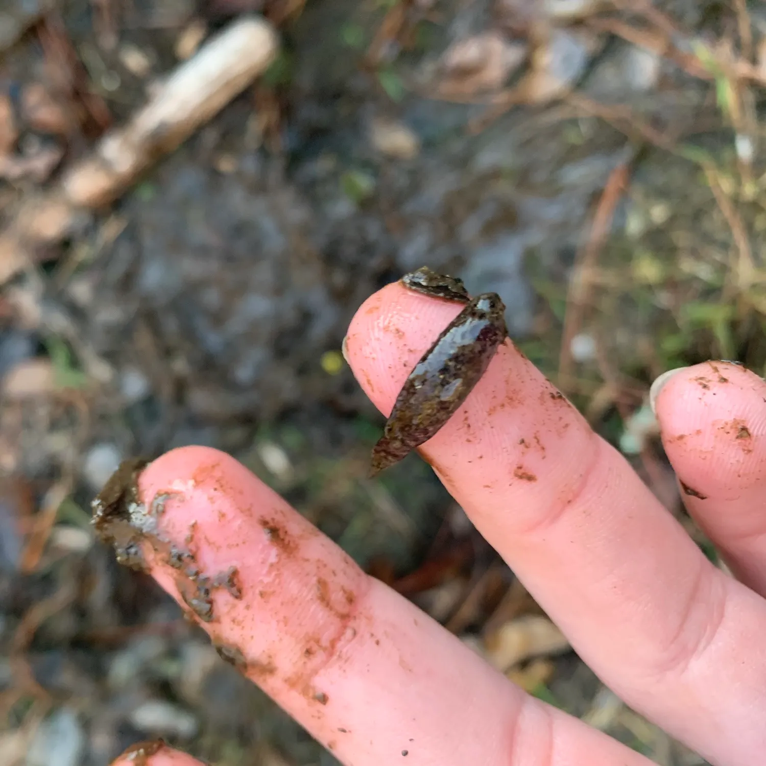 The most recent Banded pygmy sunfish catches on Fishbrain