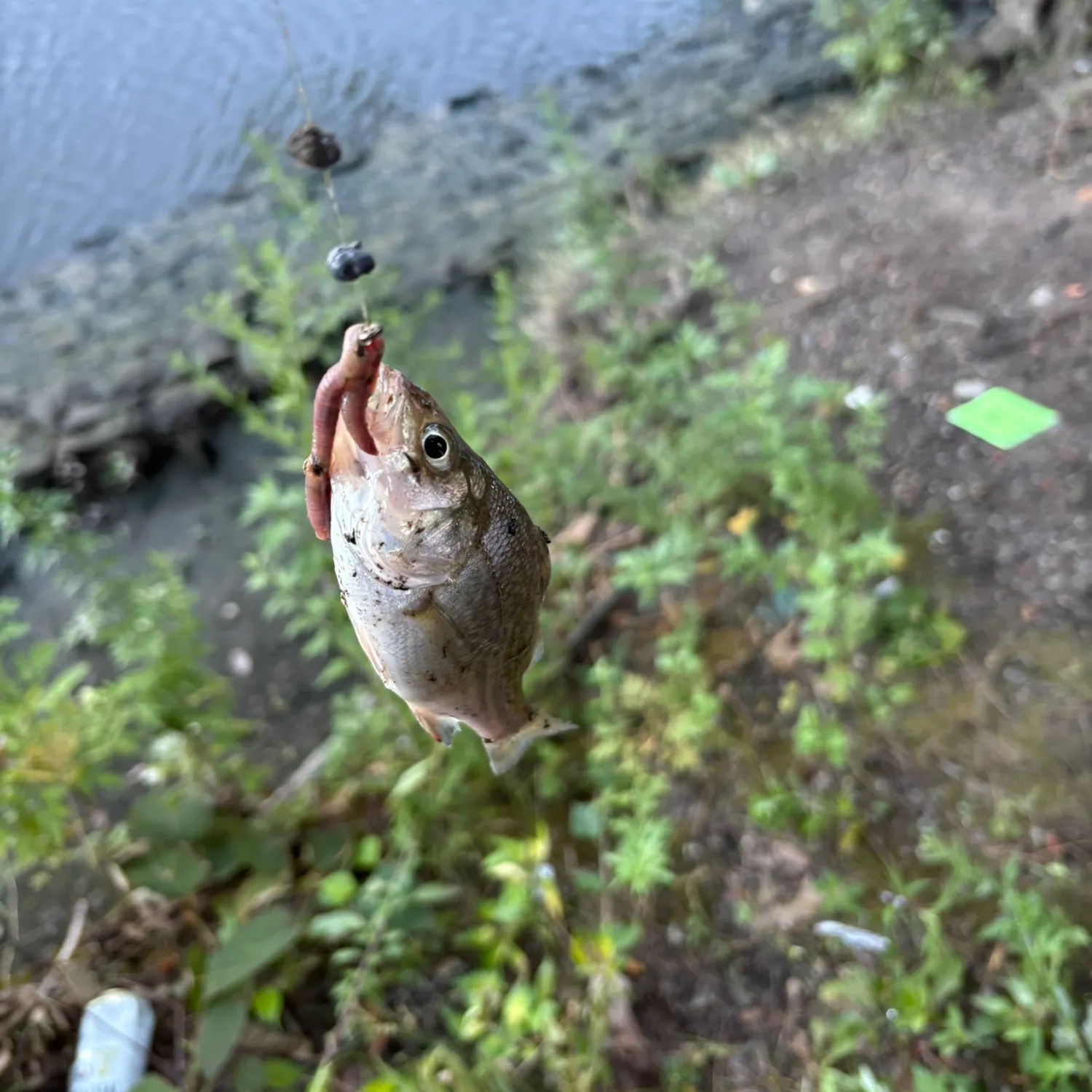 Creek chub caught on Fishbrain