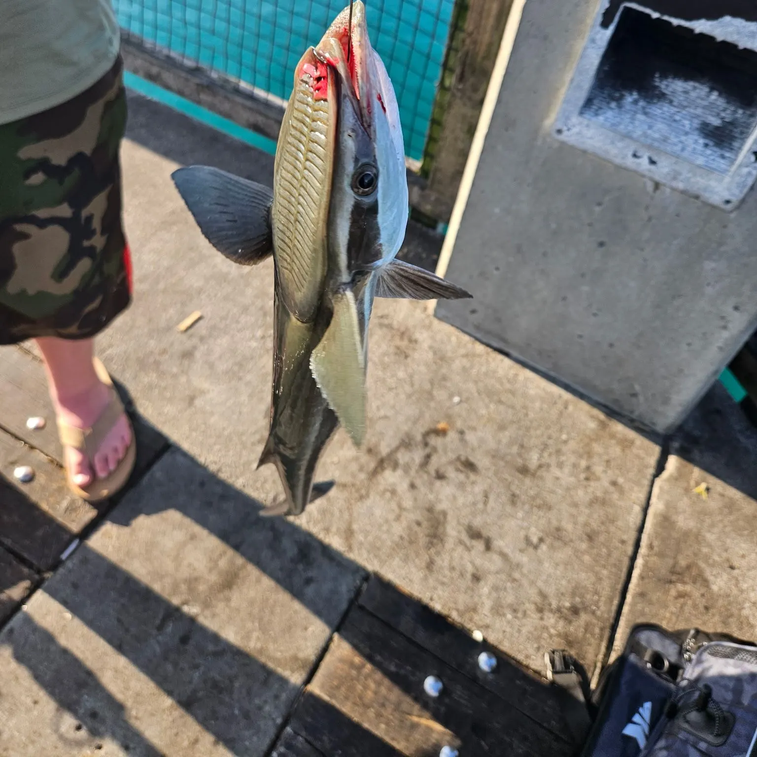 The most recent Common remora catches on Fishbrain