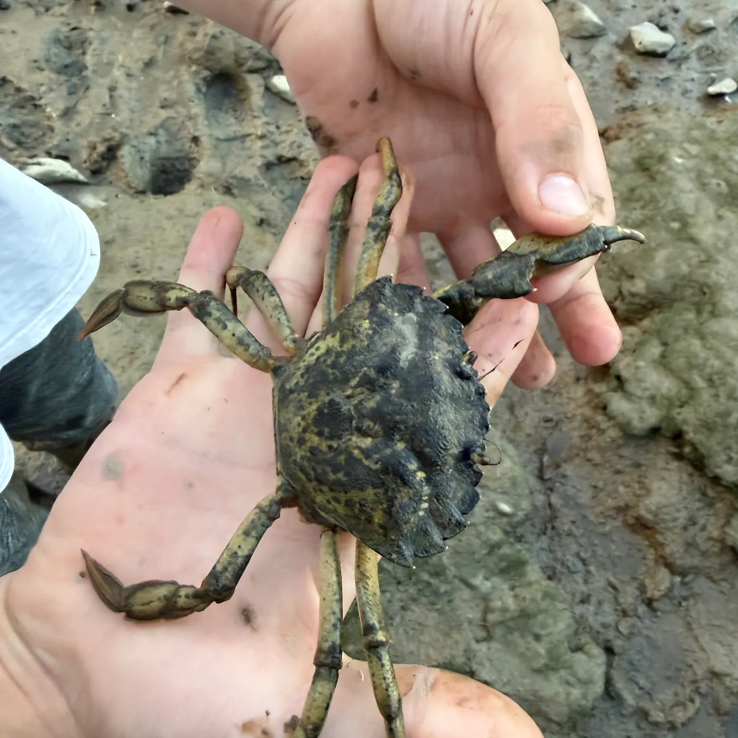 The most recent Green crab catches on Fishbrain