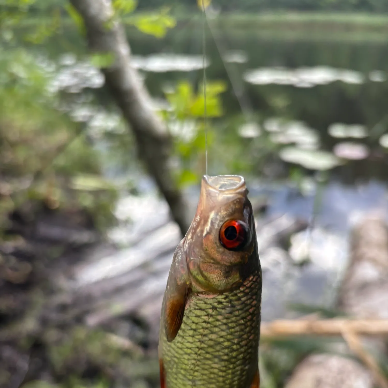 Fish caught on Fishbrain