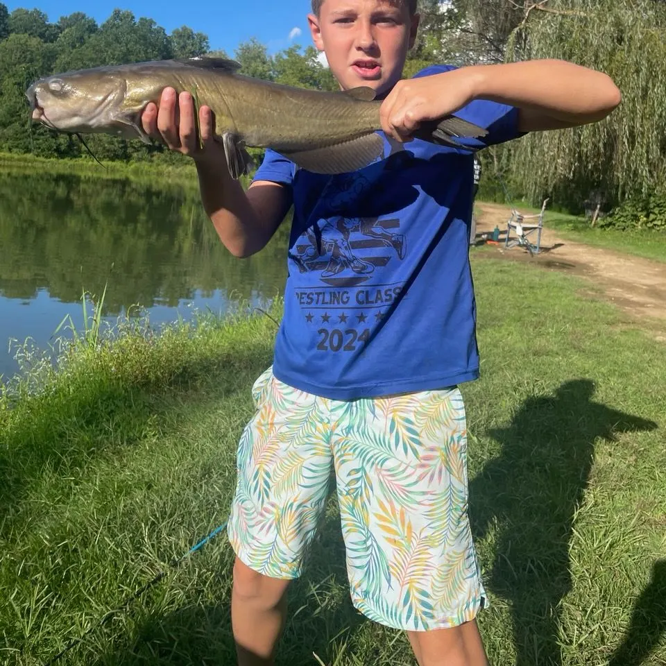Channel catfish caught on Fishbrain