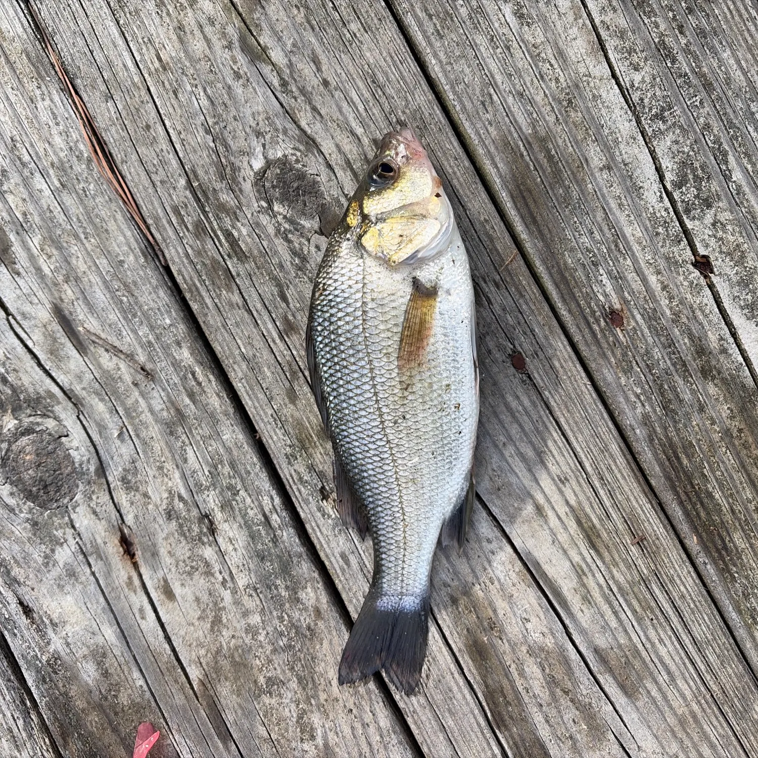 White perch caught on Fishbrain