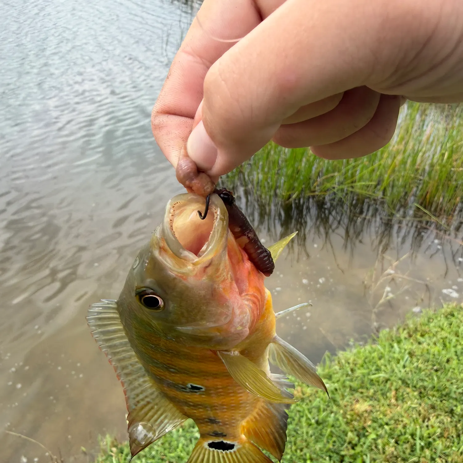 Mayan cichlid caught on Fishbrain