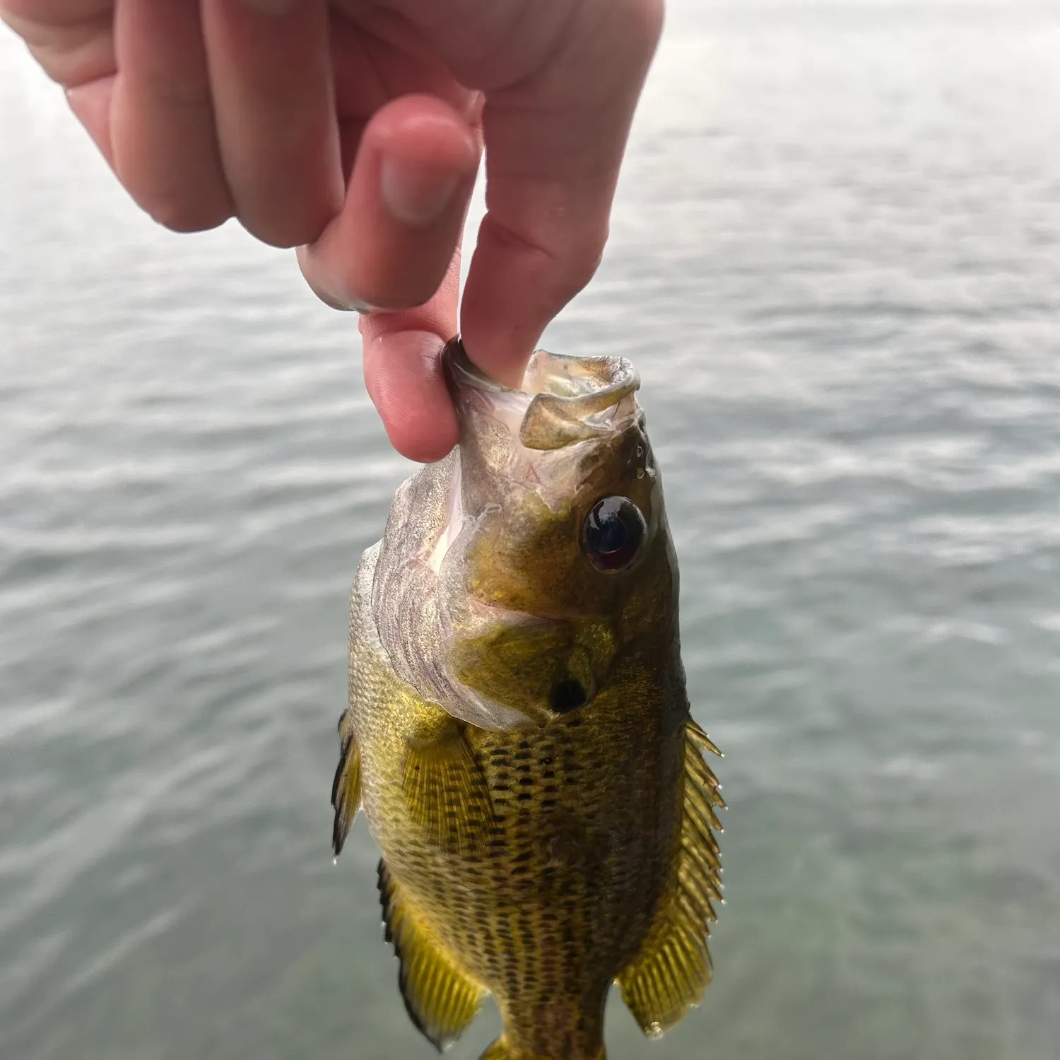 Rock bass caught on Fishbrain