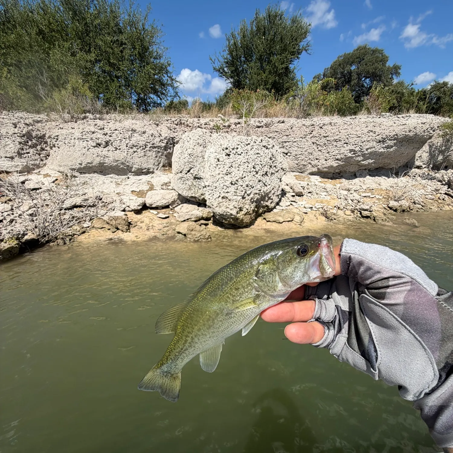 Largemouth bass caught on Fishbrain