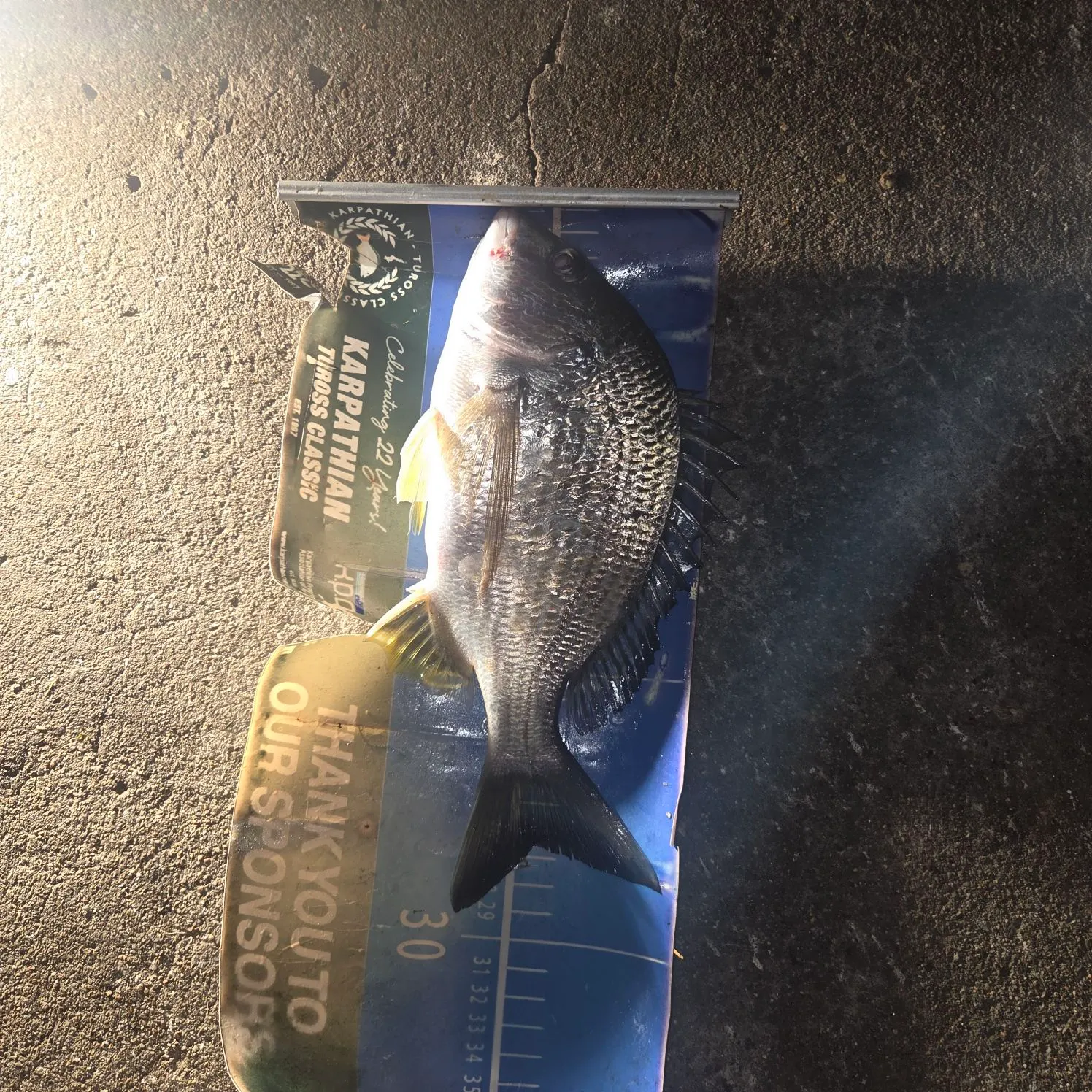 Surf bream caught on Fishbrain