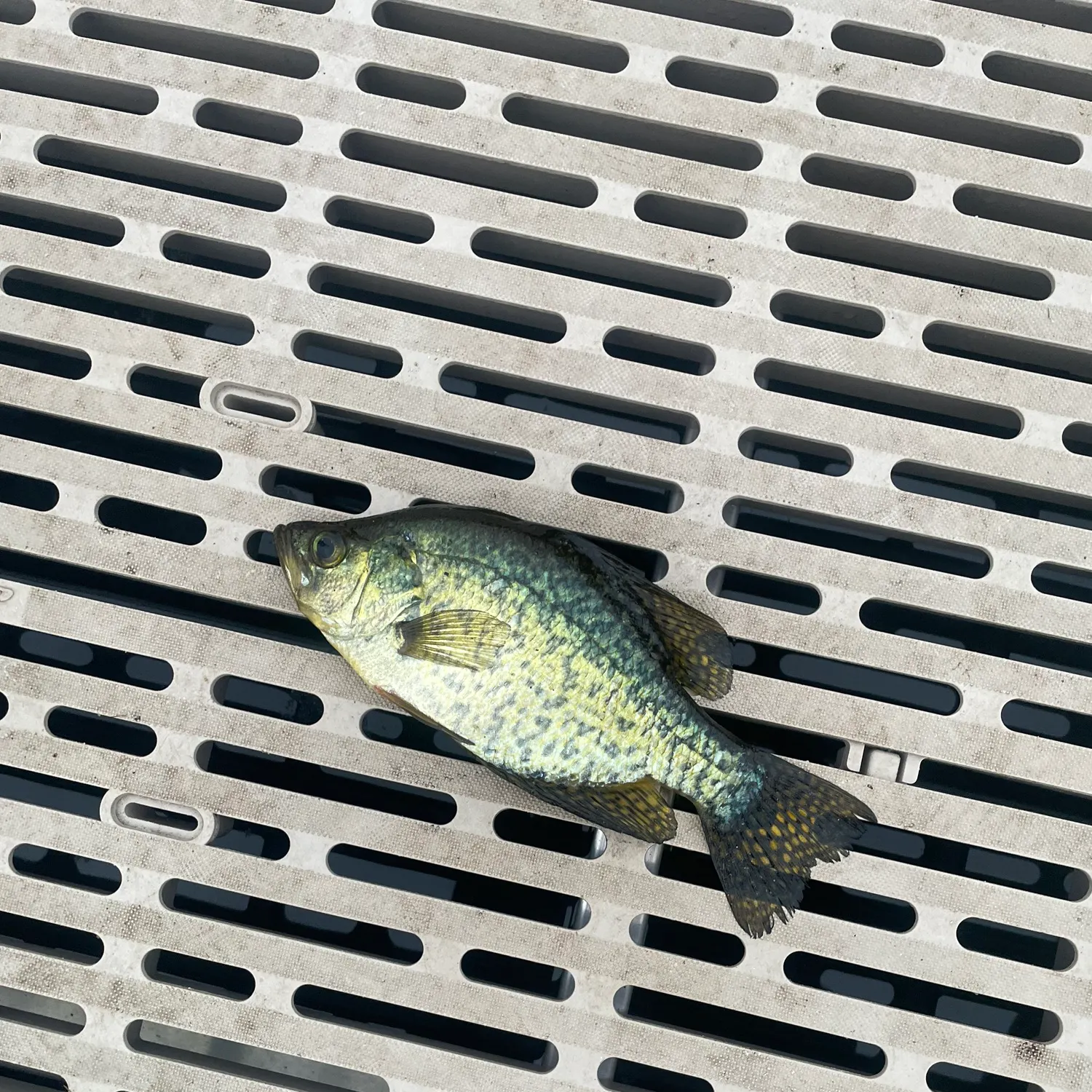 Black crappie caught on Fishbrain