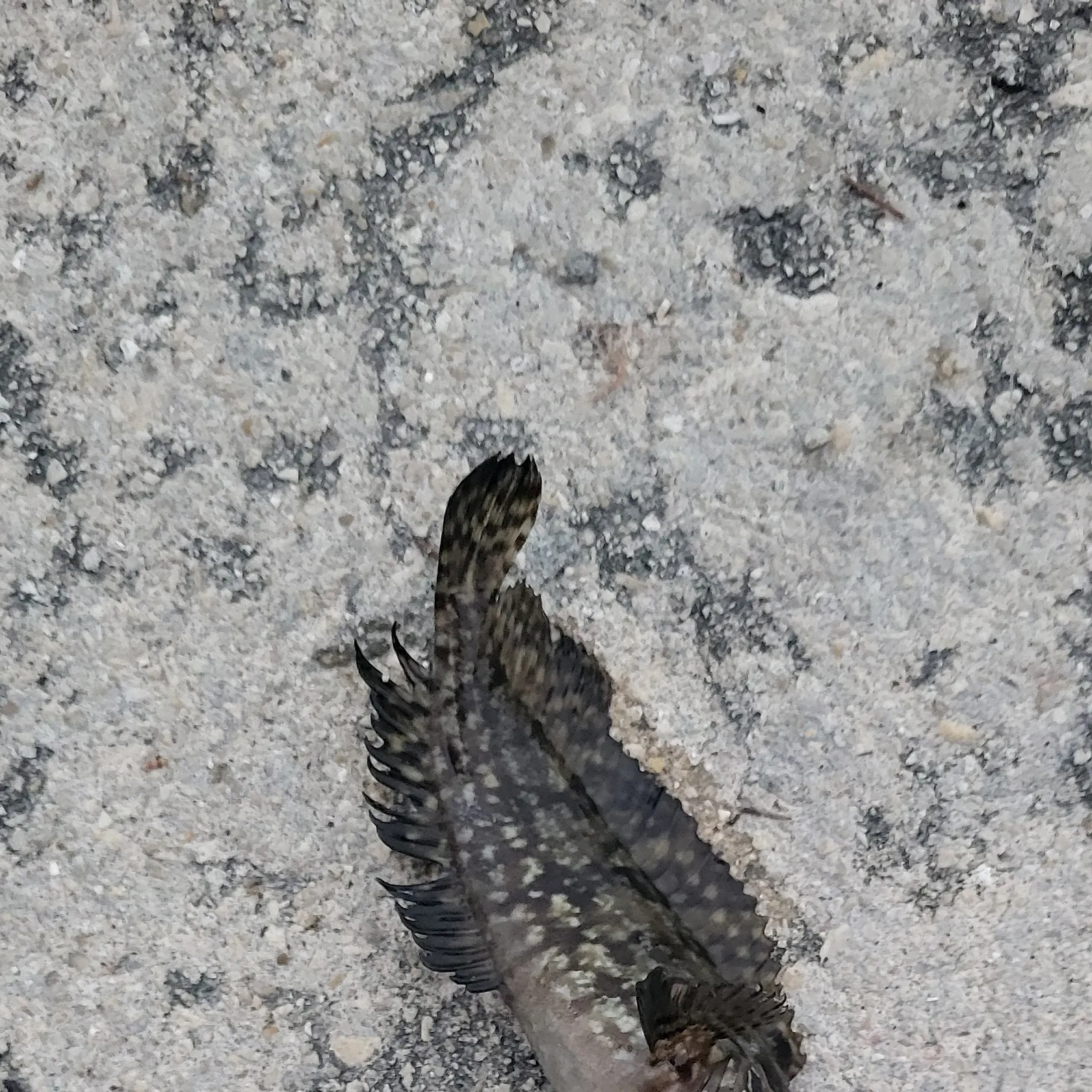 The most recent Sailfin blenny catches on Fishbrain