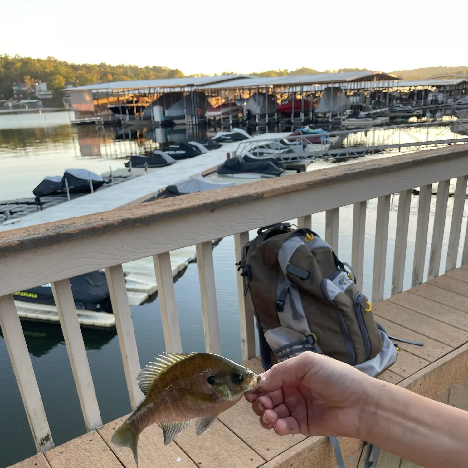 Bluegill caught on Fishbrain